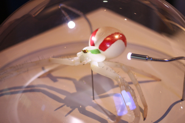 Au fil des araignées MNHN