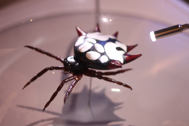 Au fil des araignées MNHN