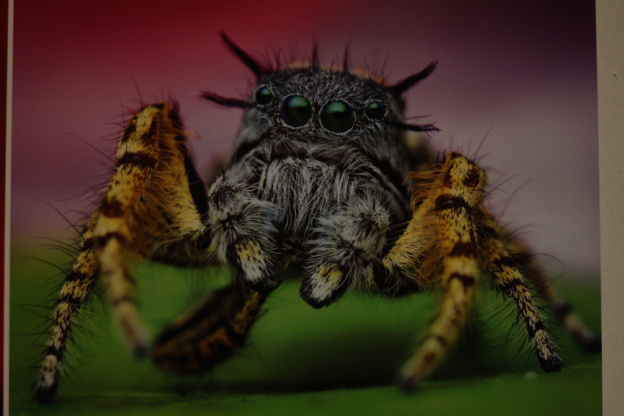 Au fil des araignées MNHN