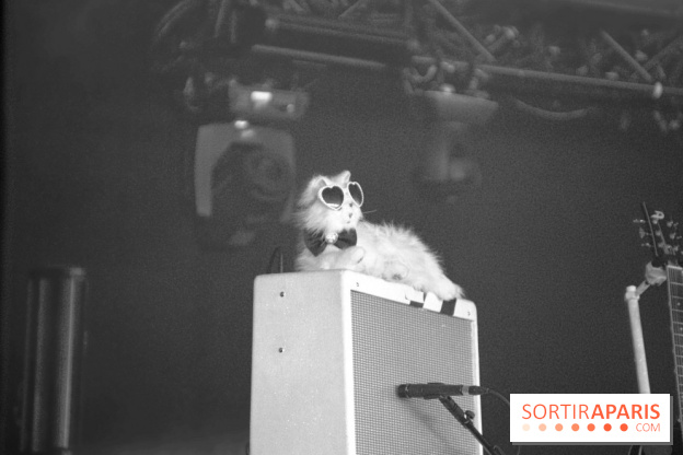 Solidays 2014 - Chat de HollySiz