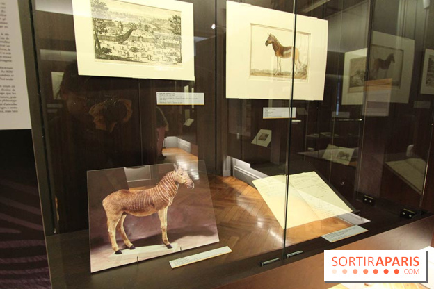 Les animaux célèbres de la Ménagerie, l'exposition