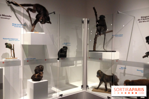 Sur la piste des Grands Singes