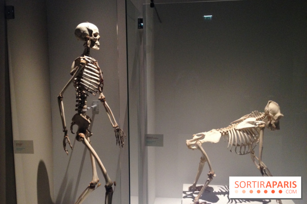 Sur la piste des Grands Singes