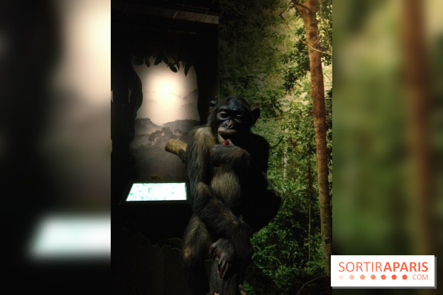 Sur la piste des Grands Singes