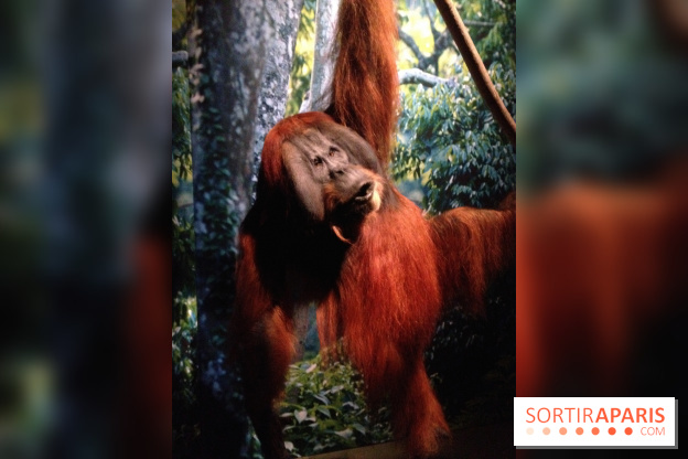 Sur la piste des Grands Singes