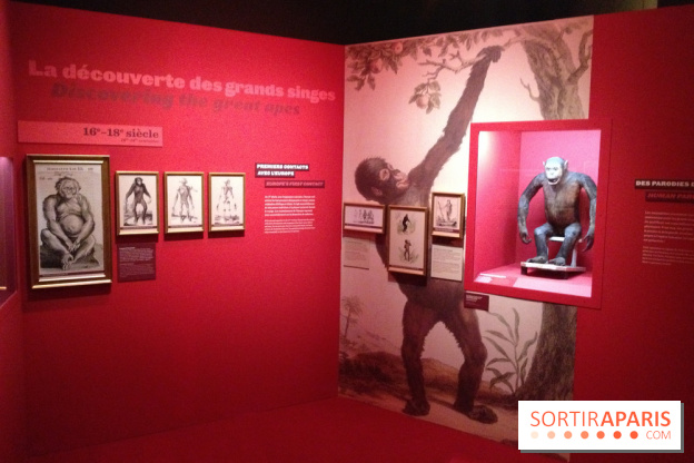 Sur la piste des Grands Singes