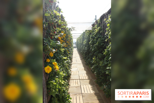 Le Paris sous les fraises des Galeries Lafayette