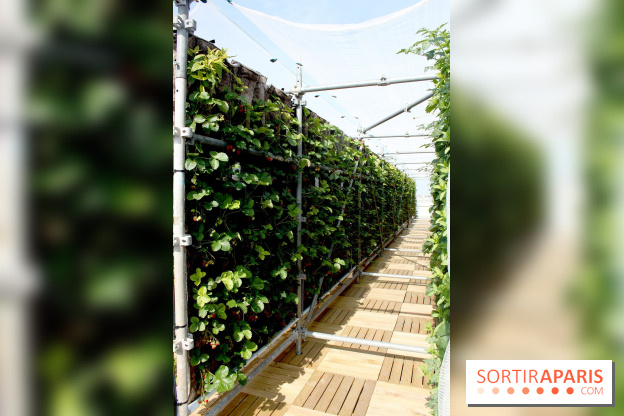 Le Paris sous les fraises des Galeries Lafayette