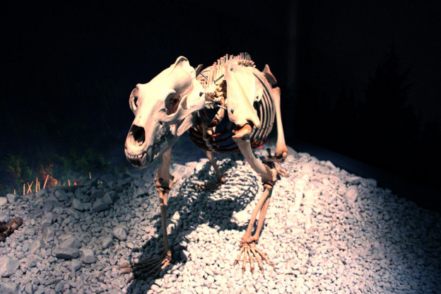 Préhistoire(s), l'enquête