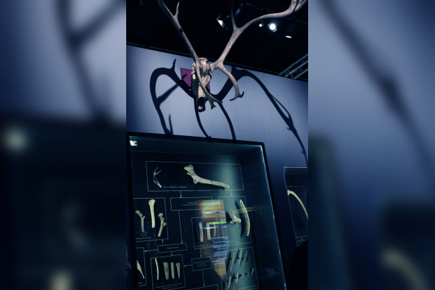 Préhistoire(s), l'enquête