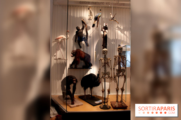 Le nouveau Musée de l'Homme