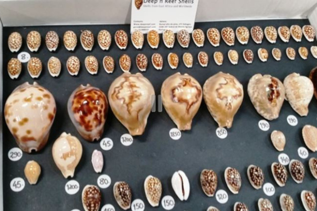 Les Rencontres Internationales du Coquillage 2019 à l'Espace Charenton