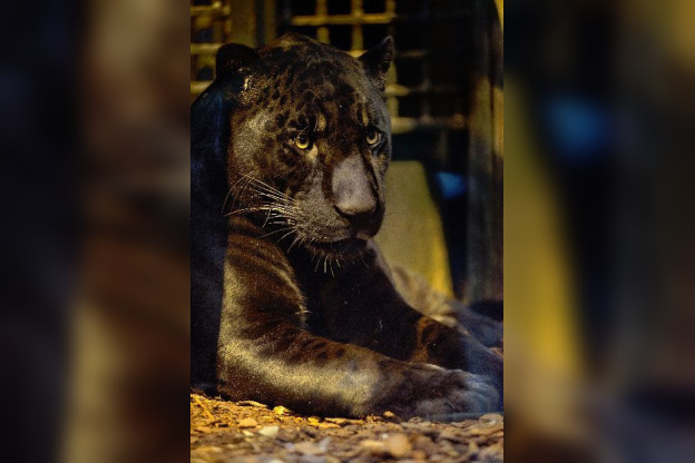 Les nouveaux félins de la Ménagerie