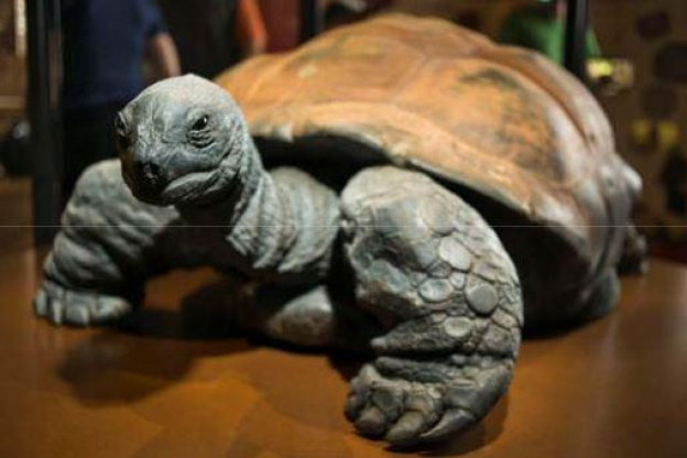 Kiki, la tortue géante des Seychelles