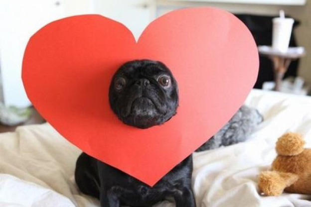 Les français préfèrent passer la Saint Valentin avec leur chien 