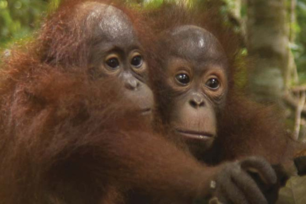Projection gratuite du documentaire Forêt mouvante