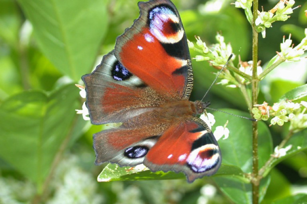 Fête de la Nature : Découverte des papillons à Guiry en Vexin