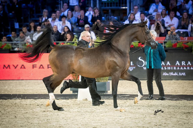 La 45ème édition du Salon du Cheval à Villepinte !