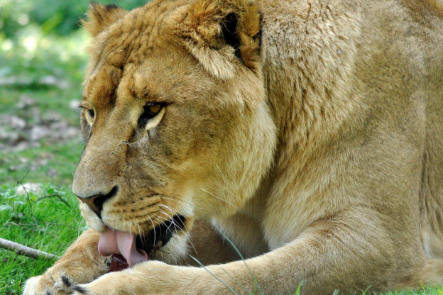 © Julie Platel / Parc et Château de Thoiry, chasse aux oeufs