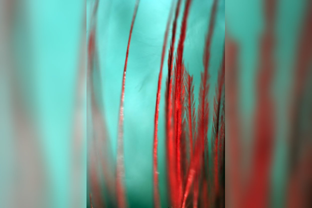 créateurs-Créatures