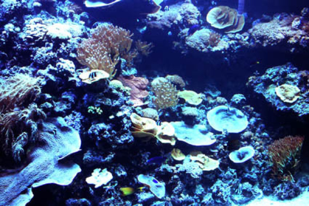 Plankton Invasion à l'Aquarium de Paris