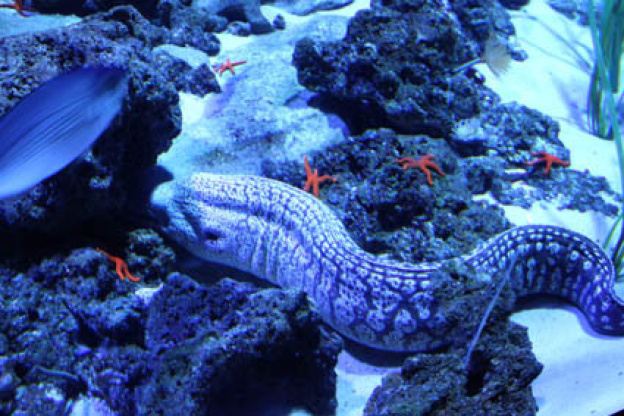 Plankton Invasion à l'Aquarium de Paris