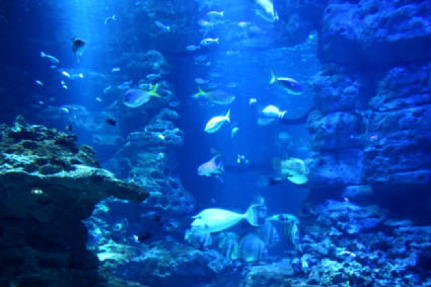 Plankton Invasion à l'Aquarium de Paris