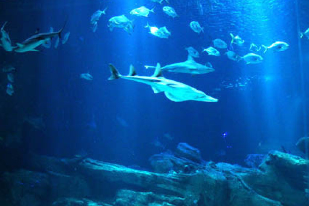 Plankton Invasion à l'Aquarium de Paris