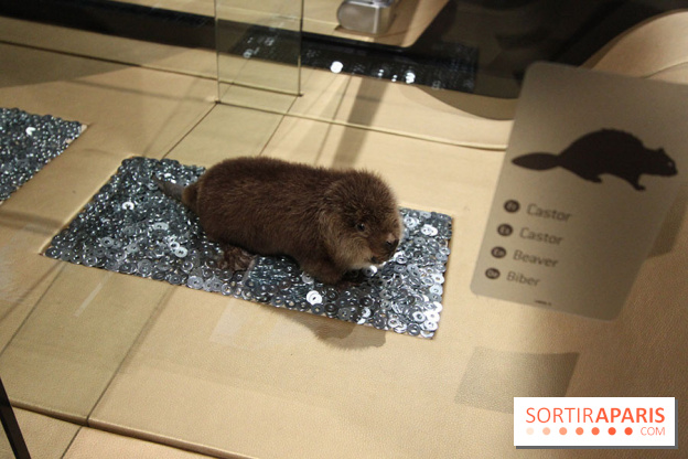 Exposition BéBés animaux à la Cité des Sciences, les photos