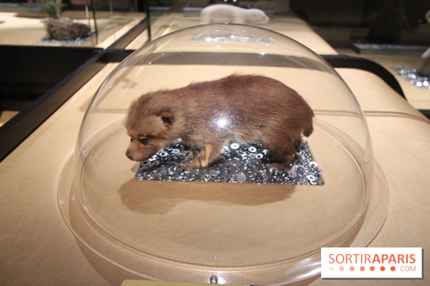 Exposition BéBés animaux à la Cité des Sciences, les photos
