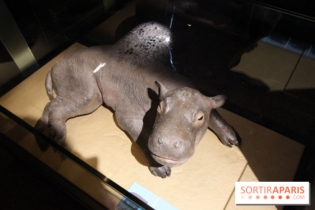Exposition BéBés animaux à la Cité des Sciences, les photos