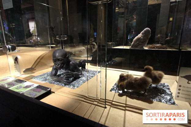 Exposition BéBés animaux à la Cité des Sciences, les photos