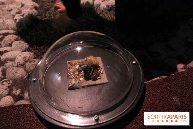 Exposition BéBés animaux à la Cité des Sciences, les photos