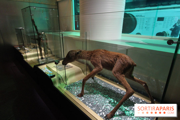 Exposition BéBés animaux à la Cité des Sciences, les photos