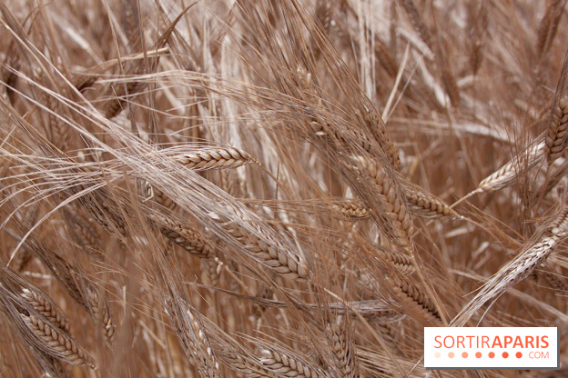 Gad Weil installe son Champ de Blés Place Vendôme