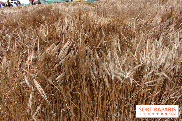 Gad Weil installe son Champ de Blés Place Vendôme