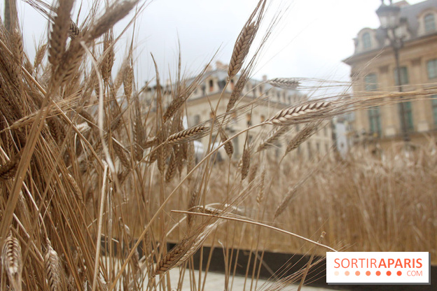 Gad Weil installe son Champ de Blés Place Vendôme