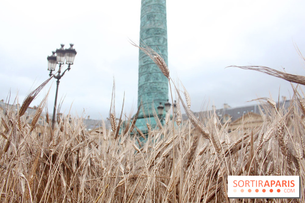 Gad Weil installe son Champ de Blés Place Vendôme
