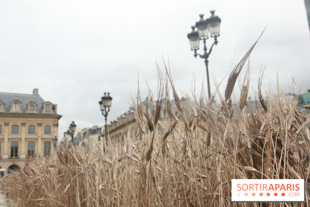 Gad Weil installe son Champ de Blés Place Vendôme