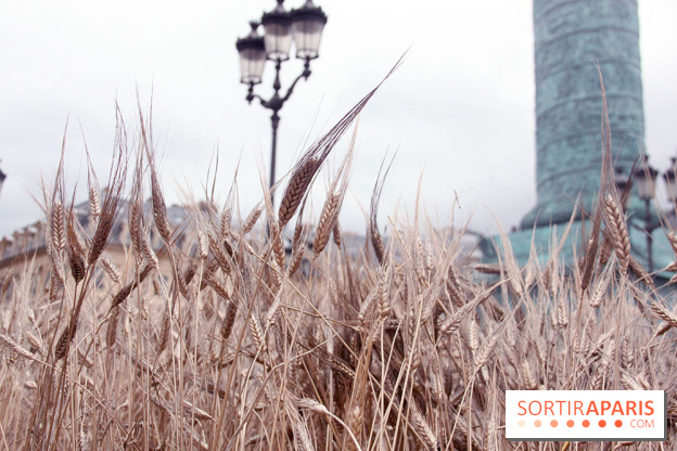 Gad Weil installe son Champ de Blés Place Vendôme