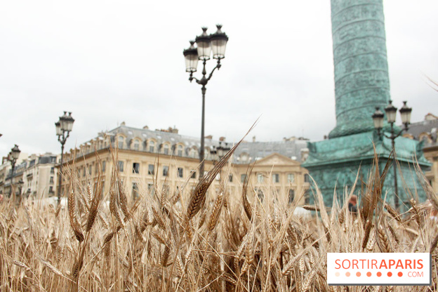 Gad Weil installe son Champ de Blés Place Vendôme