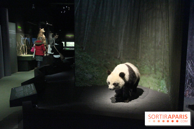 Espèces d'Ours, l'expo au Muséum National d'Histoire Naturelle