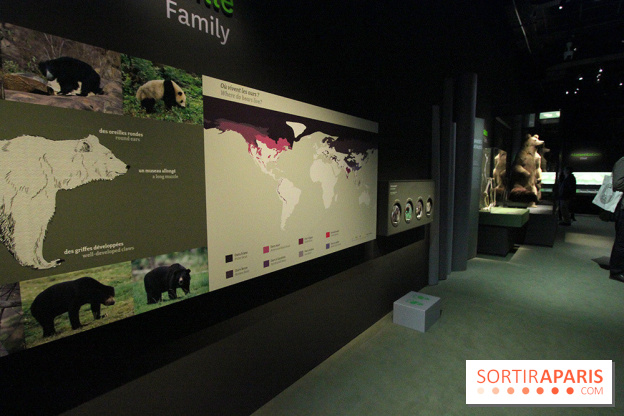 Espèces d'Ours, l'expo au Muséum National d'Histoire Naturelle