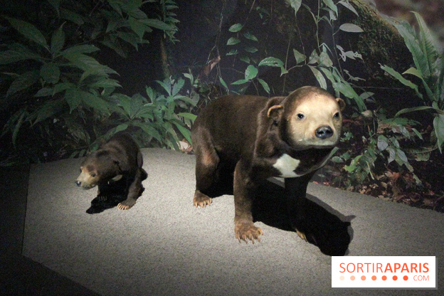 Espèces d'Ours, l'expo au Muséum National d'Histoire Naturelle