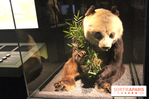Espèces d'Ours, l'expo au Muséum National d'Histoire Naturelle