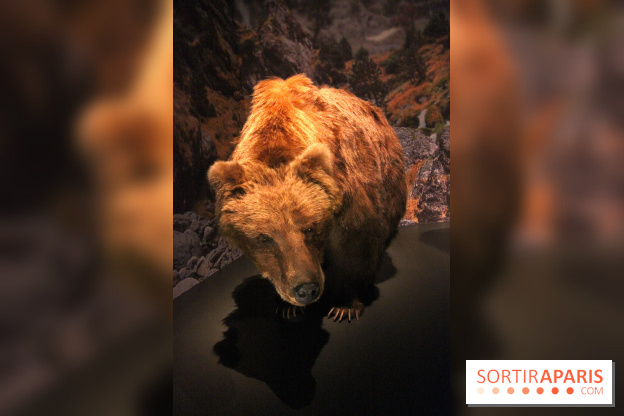 Espèces d'Ours, l'expo au Muséum National d'Histoire Naturelle