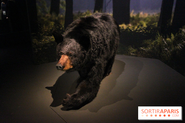 Espèces d'Ours, l'expo au Muséum National d'Histoire Naturelle
