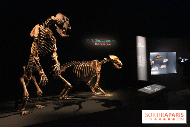 Espèces d'Ours, l'expo au Muséum National d'Histoire Naturelle
