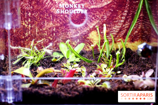 Jumonki : bar à cocktails éphémère et insolite à Paris