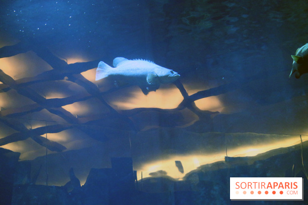 Aquarium de Paris Décembre 2016